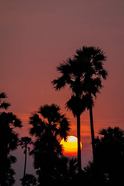 Dramatic sunset with striking silhouettes of tall palm trees against a vibrant, colorful orange and pink sky, creating a serene tropical scene.