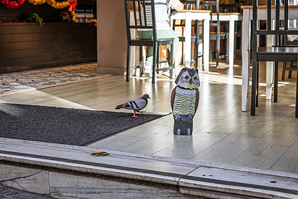 Santa Cruz, Tenerife, Spain, Europe - December 9th 2025: A crow‑owl decoy placed in front of a restaurant in Santa Cruz, the main city of Tenerife in the Canary Islands, is seen alongside a pigeon that remains nearby despite the deterrent.