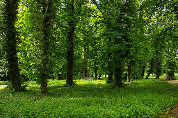 Spring in public park in Pottendorf,Lower Austria,Austria,Europe