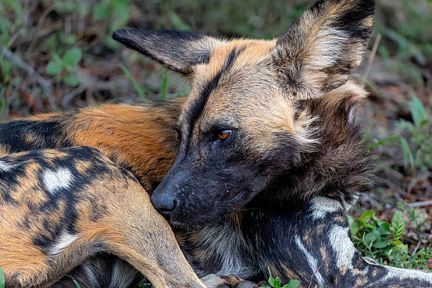 Wild dog (Lycaon pictus), also known as the painted dog or Cape hunting dog, feeding and hanging around after catching an impala in aSabi Sands game reserve in the Greater Kruger Area in South Africa