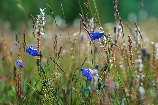 Vibrant blue harebell (Campanula rotundifolia) flowers blooming among tall grasses in a wild summer meadow, creating a natural textured background with copy space. Perfect for ecology, wildflower, and countryside themes.