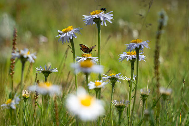 Summer meadow full of daisies and butterflies.