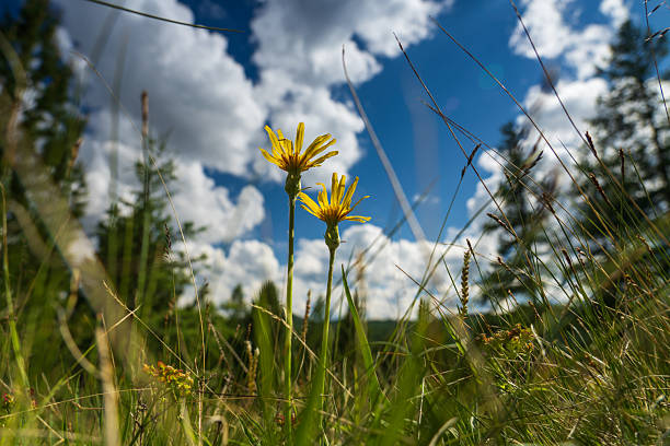 Macro photography of the back of a fully opened dandelion flower against the sky, captured at the Andean mountains of central Colombia.