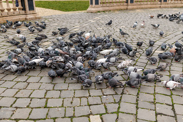 Flock of pigeons eating wheat on town square