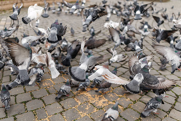 Flock of pigeons eating wheat on town square