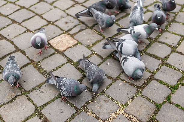 Flock of pigeons eating wheat on town square