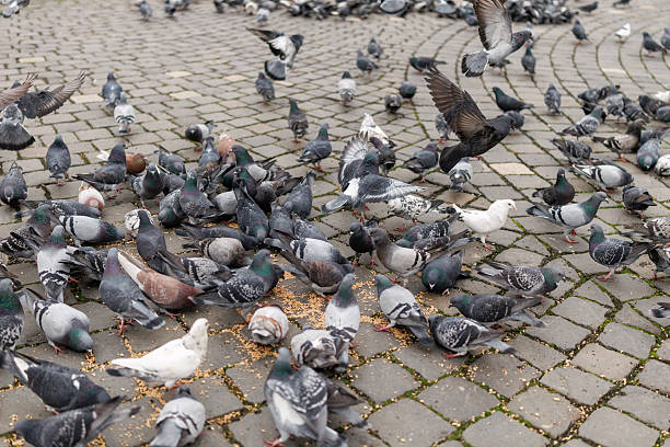 Flock of pigeons eating wheat on town square
