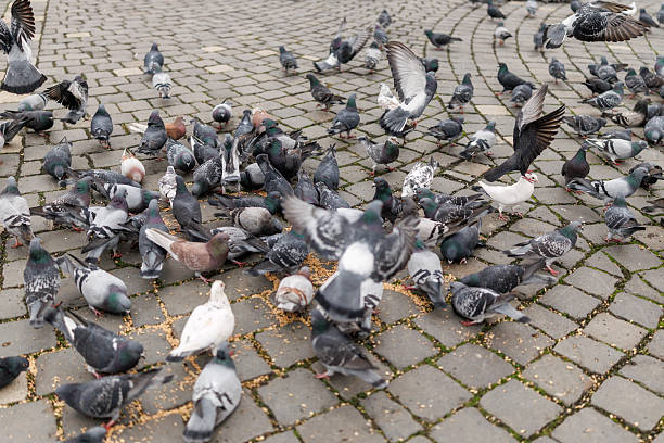 Flock of pigeons eating wheat on town square