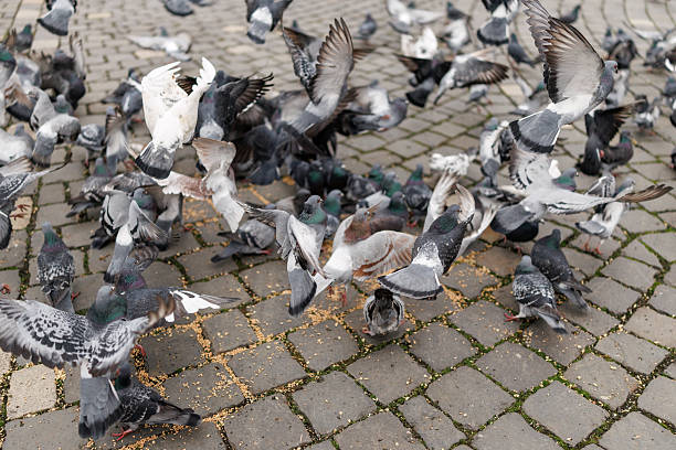 Flock of pigeons eating wheat on town square