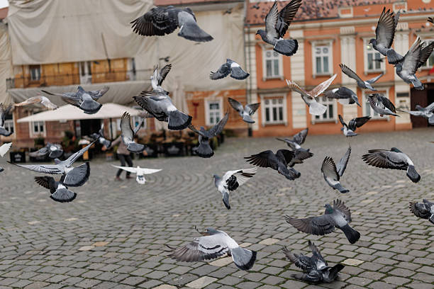 A beautiful colorful pigeon flying with its wings outstretched in the blue sky
