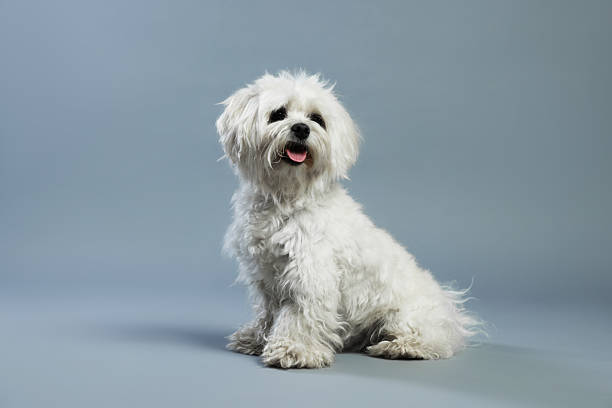istock Cute white Maltese dog on light grey background 2256209928