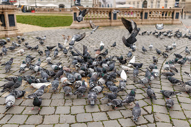 Flock of pigeons eating wheat on town square