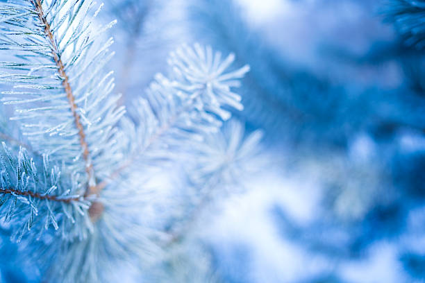Blue pine branch featuring sharp needles coated in white frost and ice crystals. The branch is surrounded by a soft blue haze, capturing the stillness and cold temperature of a winter morning.