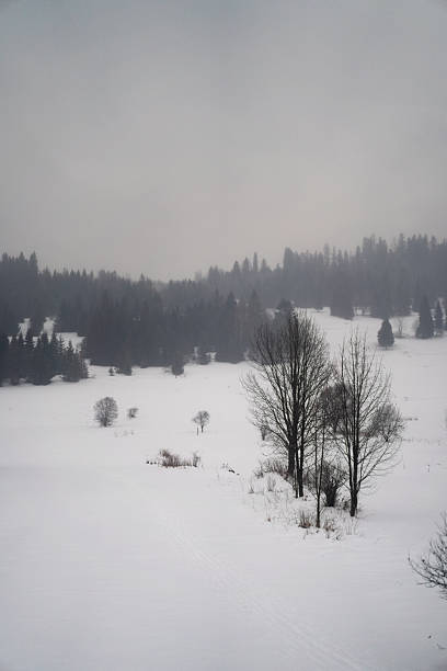Snow covered trees after a Minnesota winter snowstorm.