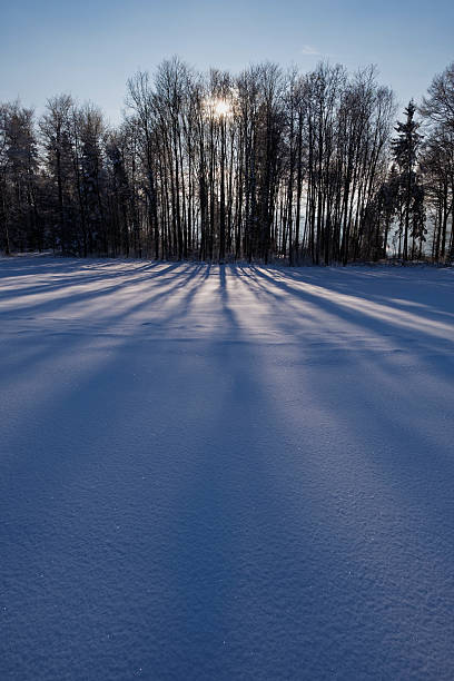 Sun light through the trees on a cold winter day