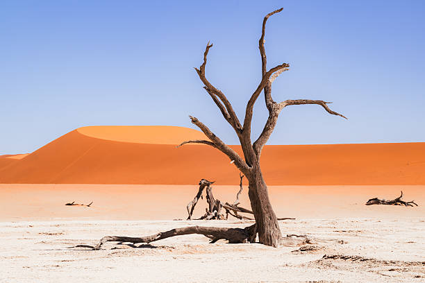 dead trees in Dead vlei in Sossusvlei Namib desert