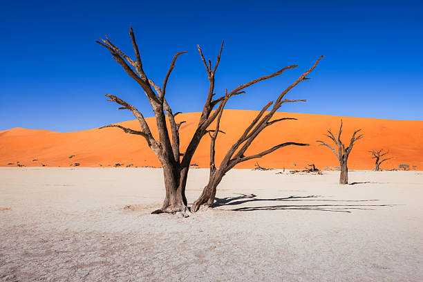 dead trees in Dead vlei in Sossusvlei Namib desert under dark blue sky