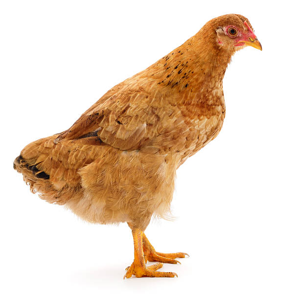 istock Young brown hen standing isolated on white background 2256225540