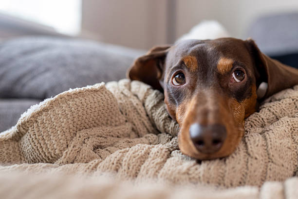 A low angle close up of a calm relaxed dacshund relaxing on the sofa at home. He is relaxing and snuggled in with his own fluffy cozy blanket. The dog is looking up towards his owner.
