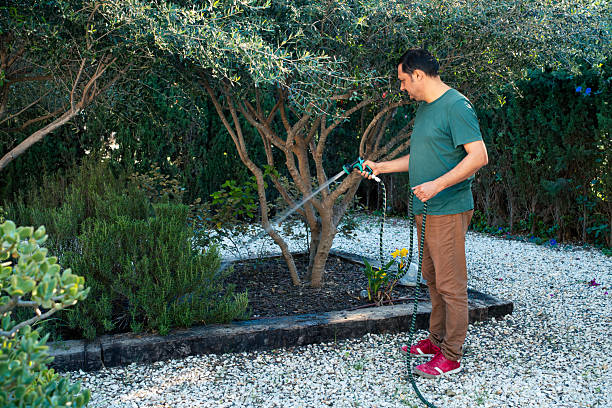 Man watering garden tree with hose in backyard