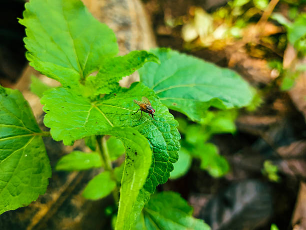 Macro shot of a small insect perched on a green leaf