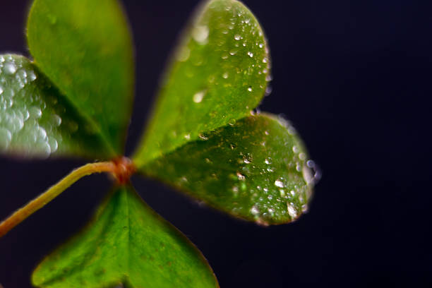 Dark green clover leaves wet with rain, moody clover background