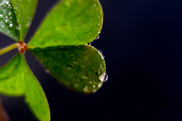 Macro photograph of a clover plant.