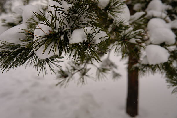 Snow on the branches of a pine tree, winter, snow, nature, beauty, green, white, close up, winter scene