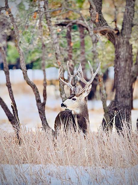 A mule deer buck, Odocoileus hemionus, stands in tall winter grass looking away from the camera in a wooded setting. He is camouflaged by the tan and brown winter colors in his environment.