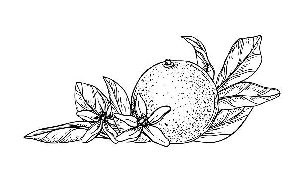 360+ Clementine Drawing Stock Illustrations, Royalty-Free Vector