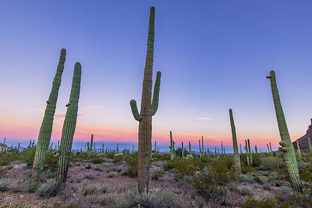 istock Saguaro and Organ Pipes National Monument 2256231018