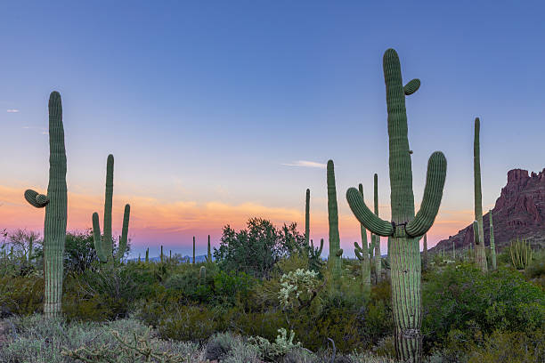 istock Saguaro and Organ Pipes National Monument 2256231019