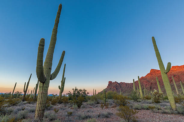 istock Saguaro and Organ Pipes National Monument 2256231021