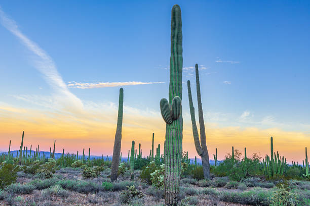istock Saguaro and Organ Pipes National Monument 2256231025
