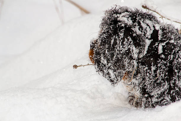 Close-up of a male king charles cavalier spaniel playing in the snow. With a piece of reed in his mouth.