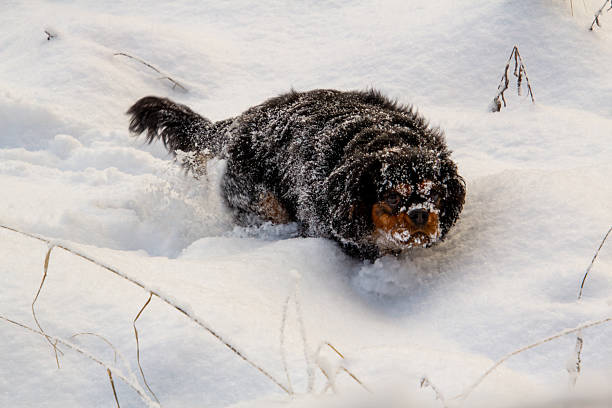 A King charles cavalier covered with snow and ice. Looking at the camera. Love to play and run through the snow.