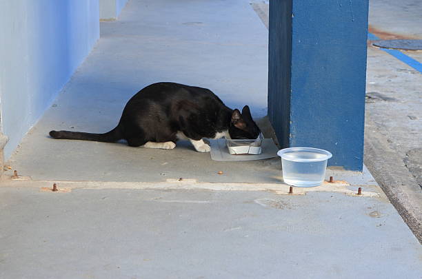A stray or free-roaming bicolor cat, commonly known as a tuxedo cat due to its primarily black fur contrasted with a distinct white bib on its chest and white paws. The cat is captured in a crouched position on a plain concrete sidewalk, intently focused on eating food from a small plastic container, with a clear plastic bowl of fresh water situated nearby. The meal is provided by kind people living near that area.
