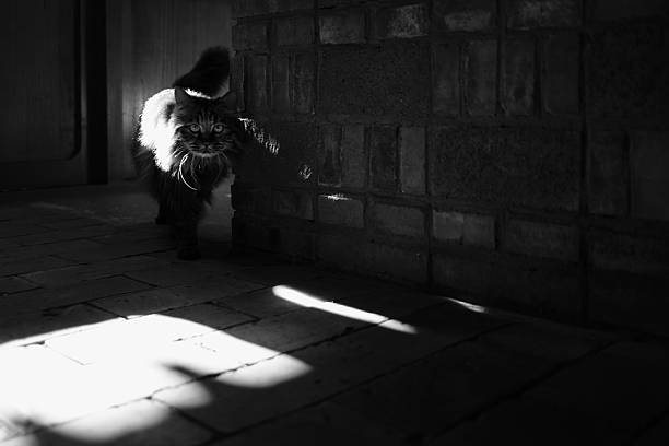 A long-haired cat pauses at the edge of light near a brick wall, its gaze sharp as a blade. Dappled sunlight patterns the ground like a stage—framing a moment of feline poise and silent power.