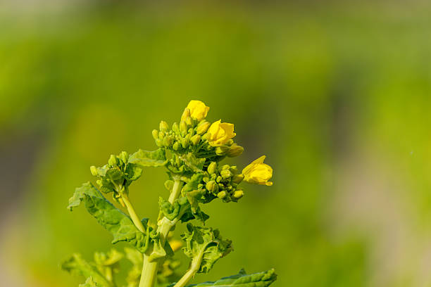 Yellow rapeseed flowers in a field with a blue sky and clouds. Tordesillas, Valladolid, Castile and León, Spain - April 26, 2025.