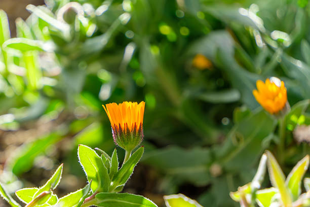A vibrant orange calendula flower blooming in a garden, capturing the essence of spring and sunlight.