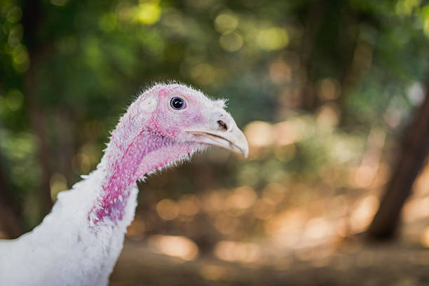 Close-up portrait of a domestic turkey with pink neck and white feathers, photographed outdoors on a rural farm with natural background.