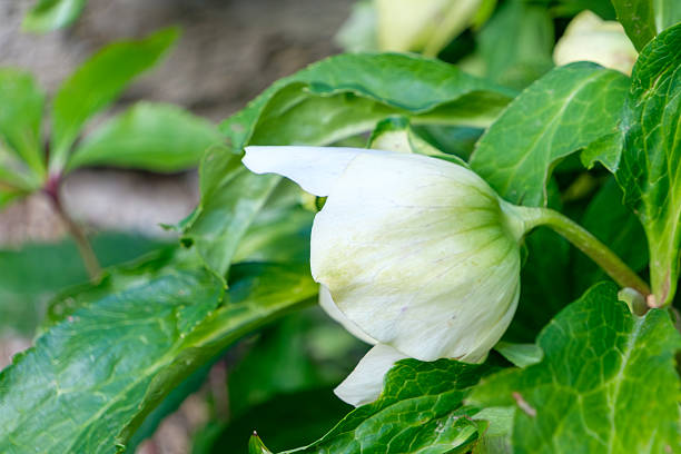 A serene close-up of a white hellebore flower blooming downwards, surrounded by lush green leaves in a natural garden setting.