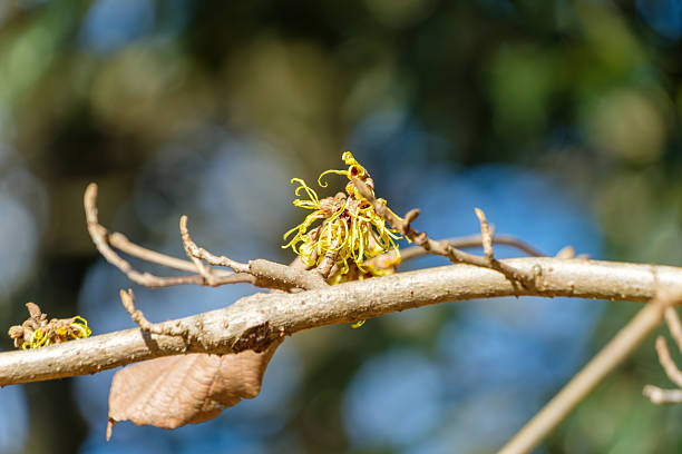 hybrid witch hazel (Hamamelis × intermedia)