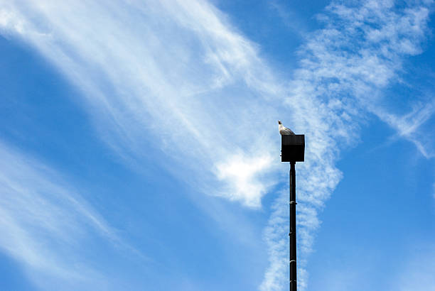 Seagull on street lamp