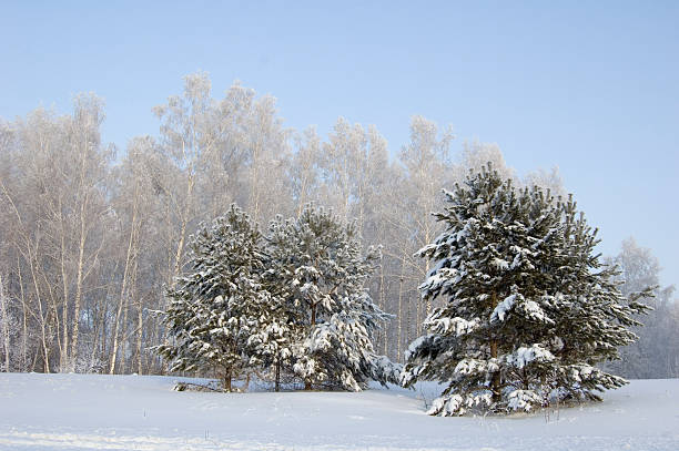 Birch Forest Covered in Snow and Frost