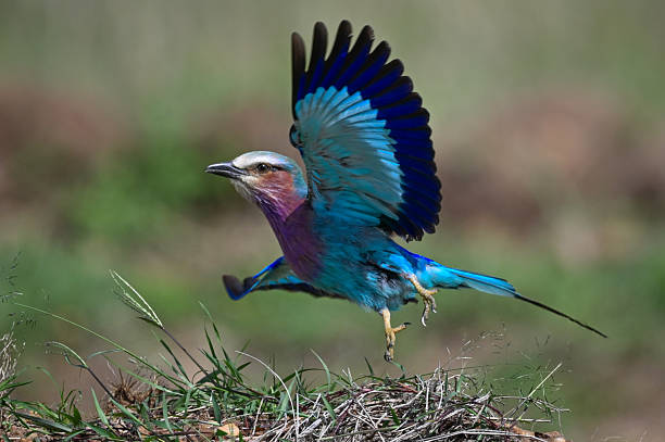 istock Lilac-breasted roller takes off from grass bank 2256241838