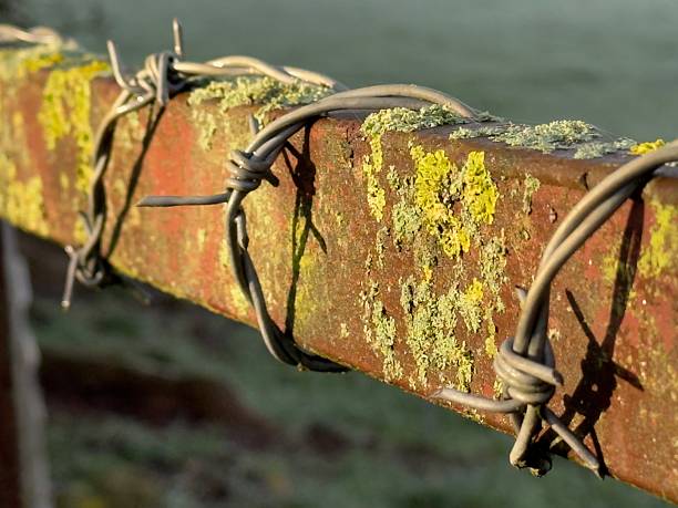 Barbed wire is wrapped around a rusty, lichen covered fence rail, close up, early on a sunny morning