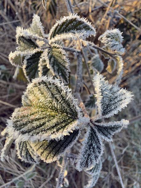 Heavy frost adorns the leaves of a plant growing in the wild on a winter's morning in rural Northamptonshire