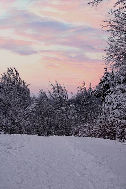 A breathtaking winter scene featuring a path covered in fresh snow leading towards a dense forest. The trees are heavily coated in frost and snow, all set against a beautiful pastel sky with pink and purple clouds during a calm winter twilight