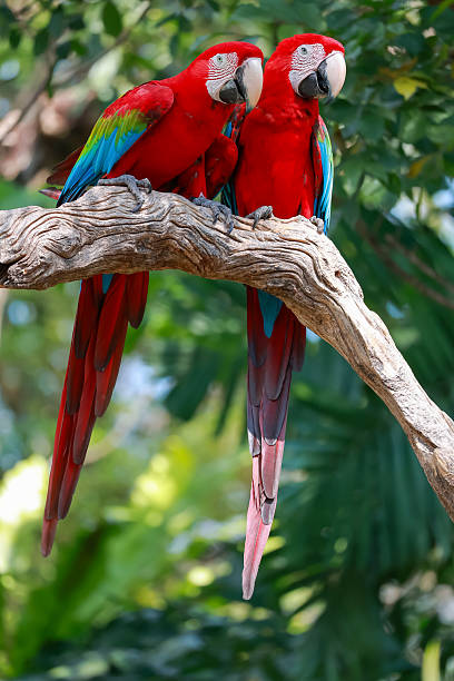 istock Two the red macaw parrot bird in garden 2256245498